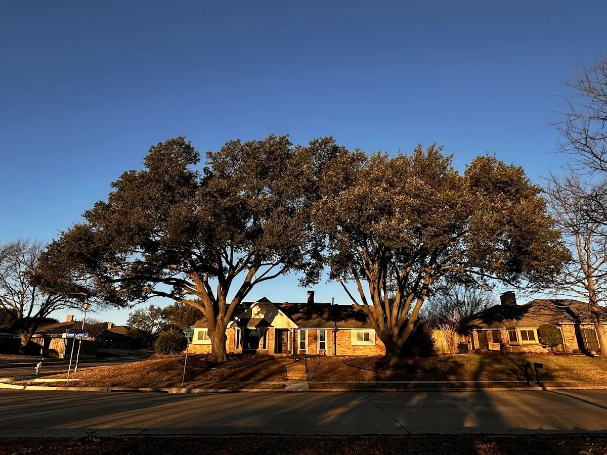 Established residential canopy tree shading a home in Alleyton